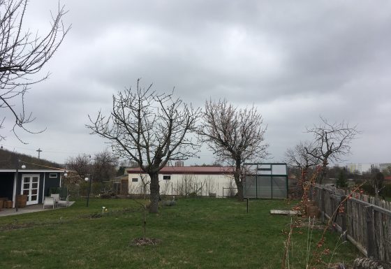 Obstbaumschnitt-nach einem Jahr
