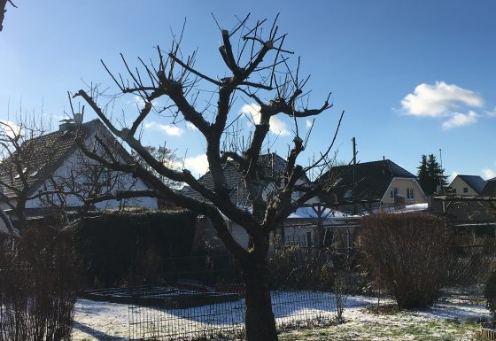 Obstbaumschnitt im Winter