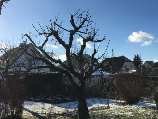Obstbaumschnitt im Winter