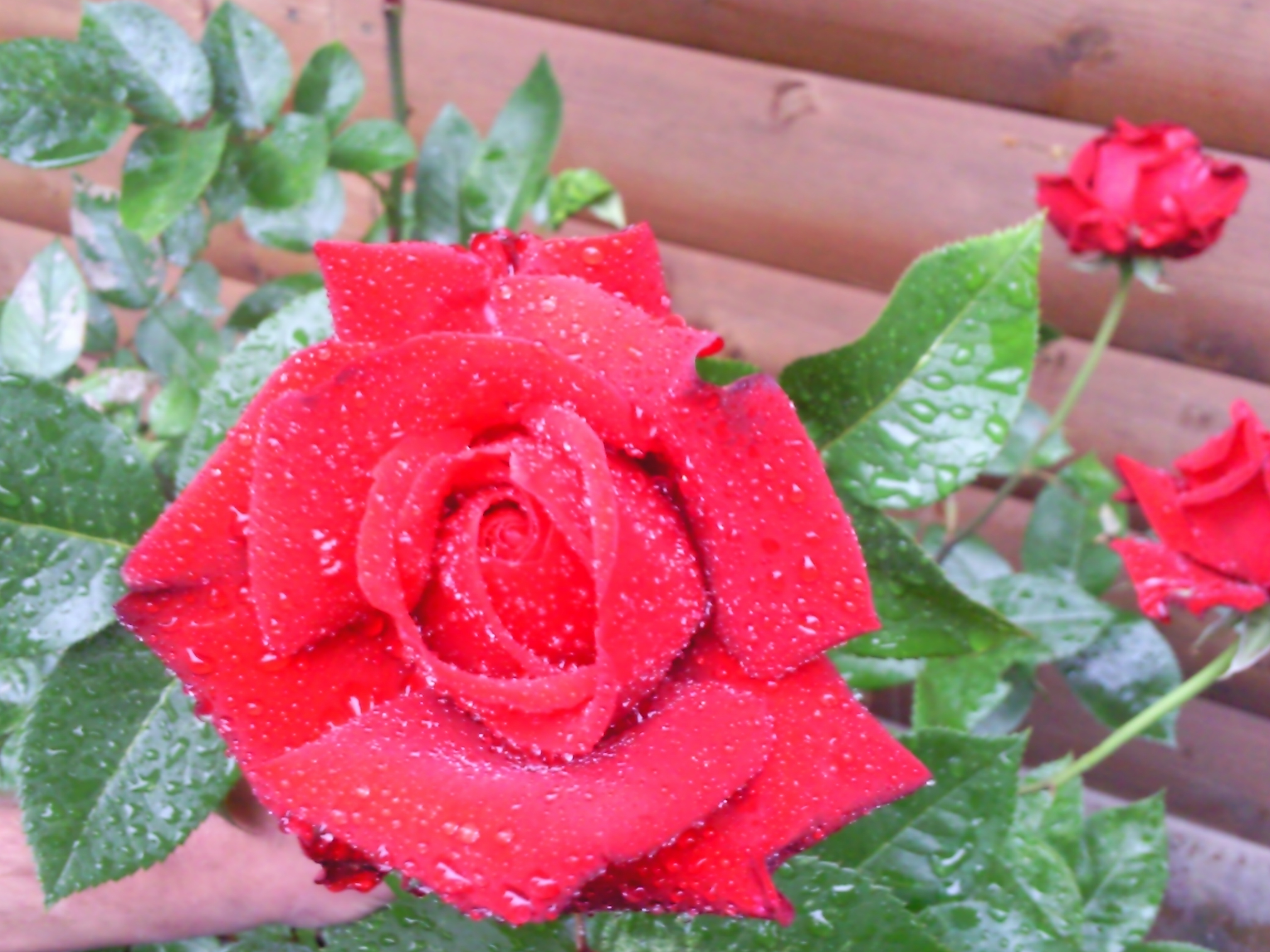Rosen im Garten  GrnConcept GmbH