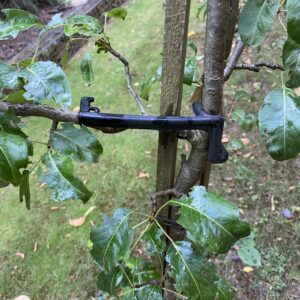 Astklammer "Astfix 2 big", Astfixklammer, Bindematerial für Obstbäume, 10Stück